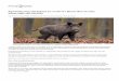 Pig-hunting dogs and humans are at risk of a disease that ... · PDF filePig-hunting dogs and humans are at risk of a disease that can cause miscarriages and infertility J ul y 31,