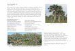 The Florida 11 - Palm Nut Pages Florida 11.pdf · The Florida 11 Paul Craft ... Rather, this is a story about the notorious, wild, Florida 11 that are the native palms of ... natural