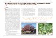 WESTERN Arborist Evaluation of seven drought tolerant · PDF fileand sustained drought will stress water sources and redefine urban landscapes. As landscapes gradually evolve from