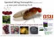 Spotted Wing Drosophila - Oregon State University ...extension.oregonstate.edu/wasco/sites/default/files/horticulture/... · Spotted Wing Drosophila ... Prunus spp. Wild rose. Flowering