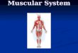 Muscular System 600 · PPT file · Web view · 2017-11-29Muscular System 600 Muscles. 3 types of muscles. Smooth Muscles: Which include the muscles of internal organs and blood vessels