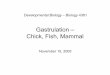Gastrulation – - University of Minnesota Duluth pschoff/documents/Gastrulation-chickfish...Zebrafish gastrulation hypoblast formation – ingression and/or involution of deep cells