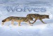 Annual Report 2015 15April - isleroyalewolf.orgisleroyalewolf.org/sites/default/files/annual-report-pdf/Annual...Isle Royale National Park is a remote island located about ﬁfteen