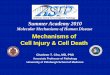 Mechanisms of Cell Injury & Cell Deathaz9194.vo.msecnd.net/pdfs/100602/001.pdf · Physical/chemical agents - not always lethal! ... may also regulate cellular adaptation, ... injurious
