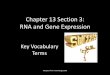 Chapter 13 Section 3: RNA and Gene Expression - Quia · PDF fileChapter 13 Section 3: RNA and Gene Expression Key Vocabulary Terms . ... organism in the form of ... Adapted from Holt