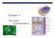 Chapter 7. The Cell: Cytoskeleton - Explore Biologyexplorebiology.com/documents/13Ch07organelles42005a.pdf · AP Biology 2005-2006 Cytoskeleton Function structural support maintains