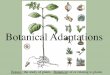 Botanical Adaptations - Tamalpais Union High School · PDF fileBotanical Adaptations. Introduction 1. What is an adaptation? ... • xylem and phloem arranged in layers/rings (different