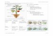 Plant Science Notes - PBworkstfssbio.pbworks.com/f/Plant+Science+Notes.pdf · produces new xylem and phloem . HL Biology Notes for Plant Science A. De Jong/TFSS 2009 3 of 14 Distribution