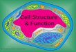 [PPT]Cell Structure & Function - Seneca Valley School · Web viewCell Structure & Function Cell Theory All living things are made up of cells. Cells are the smallest working units