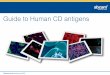 Guide to Human CD antigensdocs.abcam.com/pdf/immunology/Guide-to-human-CD-antigens.pdfGuide to Human CD antigens. ... company’s catalog of products includes primary and secondary