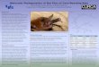 Molecular Phylogenetics of Bat Flies of Cave-Roosting Batscurca.buffalo.edu/students/pdfs/2013_posters/ZhengYisen.pdf · Molecular Phylogenetics of Bat Flies of Cave-Roosting Bats