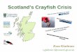 Scotland’s Crayfish Crisis -  · PDF fileScotland’s crayfish crisis: ... How can we get rid of it? 2. Control ... Biological; Case study: Loch Ken’s crayfish crisis; 2