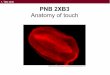 PNB 2XB3 - McMaster Faculty of · PDF filePNB 2XB3 Anatomy of touch 1. ... Behaviour – “2 points vs 1 point?” 6. Definition - adaptation Adaptation is the reduction of the neural