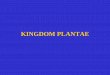 KINGDOM PLANTAE - Warner Pacific Collegeclasspages.warnerpacific.edu/BDuPriest/BIO 102/Lecture 4 Plantae.pdf · Kingdom Plantae ... Non-tracheophytes Tracheophytes ... Flowering plants