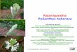 Rajanigandha Polianthes tuberosa - Green  · PDF fileररररर Marathi ... Rajanigandha Polianthes tuberosa