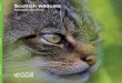 Scottish wildcats: Naturally Scottish - snh.org.uk · PDF fileSCOTTISH WILDCATS Scottish wildcats ... to have been inspired by the Kellas cat, ... to take steps now to save the wildcat