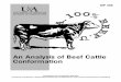 of Beef Cattle C formation - 4-h.org · PDF fileAn Analysis of Beef Cattle ... combined with production records and pedigree analysis to do an effective job ... measurements for height