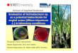Evaluation of Ochrobactrum sp. as a ... - Plant Pathology · PDF fileangled onion (Allium triquetrum L ... • Plant regeneration by ... Gram-stained to check for the bacterium in