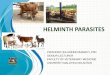 HELMINTH PARASITES - phbamaiyi.comphbamaiyi.com/wp-content/uploads/2016/03/PARASITES... · burst the sporocyst and migrate to the hepato- ... Wikipedia, free encyclopedia. Retrieved: