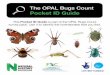 The OPAL Bugs Count Pocket ID Guide - Explore Nature · PDF fileThe OPAL Bugs Count Pocket ID Guide. ... Turn to the backs of the cards for great Fact Files. No legs Snails, ... •