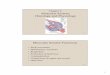 Chapter 9 Muscular System: Histology and Physiology · PDF fileMuscular System: Histology and Physiology Chapter 9 9-2 ... 9-11 Sarcomeres: Z Disk ... – Most muscles have both but