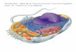 Animal Cell – label all of the structures from the … Cells/Ch4 Tour of...Animal Cell – label all of the structures from the organelle chart (if visible) on this diagram
