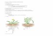 Lecture 7: Plant Structure and Function - Rutgers …uzwiak/GBSummer14/GB116Summer14...Lecture 7: Plant Structure and Function I. Background A. Challenges for terrestrial plants 1