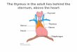 The thymus in the adult lies behind the sternum, above … thymus in the adult lies behind the sternum, above the heart . Thymus • Initially epithelial cells giving rise to thymus