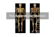 The Appendicular Skeleton - Cuyamaca College Appendicular SkeletonThe AppendicularSkeleton ... Ligaments of the appendicular skeleton â€¢ Chapter 8. ... The Appendicular Skeleton