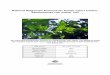 National Diagnostic Protocol for Asiatic Citrus Canker, Xanthomonas citri …plantbiosecuritydiagnostics.net.au/wordpress/wp-conte… ·  · 2015-03-26National Diagnostic Protocol
