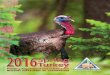 2016 Spring Turkey Hunting Regulations and Information · PDF fileRules for Safe Turkey Hunting ... or revoking your hunting, trapping, ... 2016 Spring Turkey Hunting Regulations and