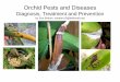 Orchid Pests and Diseases Diagnosis, Treatment and  · PDF fileOrchid Pests and Diseases Diagnosis, Treatment and Prevention by Sue Bottom, sbottom15@bellsouth.net