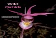 Wild Orchids - Bob Armstrong's Nature Alaska Orchids by Bob Armstrong... · white stem of a phalaenopsis orchid at the ... wild orchids are quite com-mon in Southeast forests and