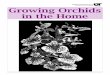 Growing Orchids in the Home - University of Tennessee ... · PDF filetion is a general guide for plants in the orchid family. ... the type of growing media in which the orchid is growing