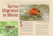 way north from Central America and the Caribbean. Spring ... · PDF fileway north from Central America and the Caribbean. Spring Migration in Illinois ... offer food and security