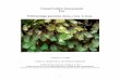 Conservation Assessment For - fs.fed.us · PDF fileConservation Assessment For ... information available was used and subject experts were consulted in ... as Sensitive on the Region