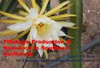 Pitahaya Production & Research in Southern Californiaucanr.edu/sites/VCMG/files/243725.pdf · Pitahaya Production & Research in Southern California Jose F. De Soto ... r a f f i (