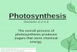 The overall process of photosynthesis produces sugars … PPT.pdf · Photosynthesis Sections 4.2-4.3 The overall process of photosynthesis produces sugars that store chemical energy