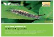 caterpillar guide - Home - Moths Countmothscount.org/uploads/caterpillar lft.pdf · caterpillars abrief guide Although many caterpillars are plain green and go unnoticed,others have