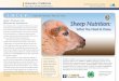S O Sheep Nutrition · PDF fileSheep Nutrition: What You Need to Know SHEEP: From the Animal’s Point of View 3 Subject Overview and ... • Essential nutrients: Nutrients that humans