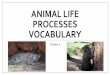 Animal Life Processes  Animals that eat both plants and animals. 5. ...  . 9. ... Animal Life Processes Vocabulary