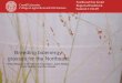 Breeding Bioenergy Grasses for the Northeast · PDF fileBreeding bioenergy grasses for the Northeast Hilary Mayton, ... high biomass production ... (Trichoderma harzianum) •
