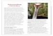 Outstanding Ostriches - eesd. · PDF fileOstriches Hold World Records The ostrich holds many world records. Standing up to 10 feet tall and weighing more than 300 pounds, the ostrich