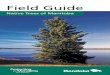 MG 10041 - Province of Manitoba | Home Page · PDF file · 2015-10-06white birch and balsam poplar are the most common deciduous species. Hudson Plains –The northern part of this