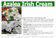 Azalea ‘Irish Cream’ (Holly Springs type) Use: Perfect … ‘Irish Cream’ (Holly Springs type) • Use: Perfect as a low growing hedge or in a shady spot in the landscape. It