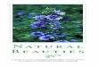 Natural Beauties G - Save Dallas Water · PDF file · 2013-07-15less and save more – time, water and money. ... these natural beauties. G 3 Yarrow Table of ... Water efficiently