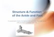 Structure & Function of the Ankle and Foot - MCCCbehrensb/documents/Strucfootanklebjb.pdf · Structure & Function of the Ankle and Foot A complicated model of simplicity that you