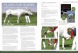 PILATES FOR HORSES - Horses and People ??Page 66 • HORSES and PEOPLE • Phone: 07 5467 9796 • admin@    • HORSES and