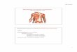 Physiology of muscle contraction - Élettani Inté · PDF file2017.10.03. 1 Physiology of muscle contraction Learning objectives 21-24 Muscle tissue accounts for almost half of the