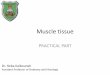 Muscle tissue - Doctor 2016jumed16.weebly.com/uploads/8/8/5/1/88514776/muscle_lab.pdf · Muscle tissue PRACTICAL PART Dr. Heba Kalbouneh Assistant Professor of Anatomy and Histology